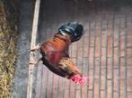 Haan, Dieren en Toebehoren, Pluimvee, Mannelijk, Kip