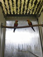 Parkiet, Dieren en Toebehoren, Vogels | Parkieten en Papegaaien, Geslacht onbekend, Parkiet, Geringd