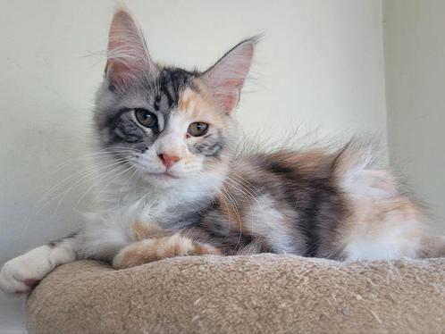 Maine Coon kitten, Dieren en Toebehoren, Katten en Kittens | Raskatten | Langhaar, Poes, 0 tot 2 jaar, Gechipt, Ontwormd, Ingeënt