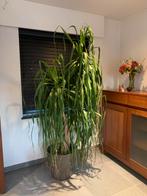 Grote kamerplant, Maison & Meubles, Plantes d'intérieur, Yucca, 150 à 200 cm, Enlèvement, Plante verte