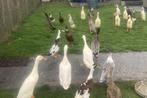 indische loopeendjes, Dieren en Toebehoren, Pluimvee, Meerdere dieren, Eend