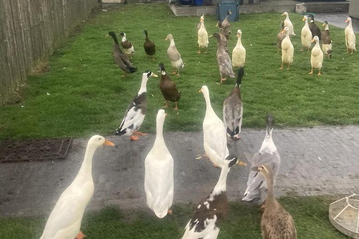 indische loopeendjes, Dieren en Toebehoren, Pluimvee, Eend, Meerdere dieren