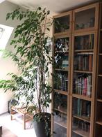 Grote ficus te koop, Huis en Inrichting, Kamerplanten, Ophalen, Ficus, Halfschaduw, 150 tot 200 cm