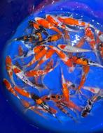 Tosai japonais de haute qualité. A partir de 20€, Animaux & Accessoires, Poissons | Poissons d'étang, Carpe ou Koï