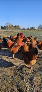 Broedeieren New hampshire, Dieren en Toebehoren