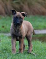 Mechelse herder teef, Dieren en Toebehoren, Honden | Herdershonden en Veedrijvers, België, Fokker | Hobbymatig, 8 tot 15 weken