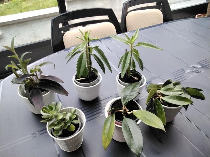 Kamerplanten/ Hoyà carnosa /tradescantia/kalanchoe/, Huis en Inrichting, Kamerplanten, In pot, Ophalen of Verzenden