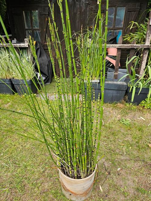 Emmer met Japanse holpijp, Tuin en Terras, Vijvers, Nieuw, Ophalen