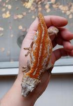 Gargoyle gekko Orange Stripe, Dieren en Toebehoren, Reptielen en Amfibieën