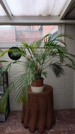 Goudpalm (Dypsis lutescens), ook bekend als areca palm., Huis en Inrichting, Kamerplanten, Ophalen, Palm