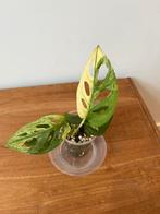 Monstera Adansonii Noid Variegata, Ophalen of Verzenden