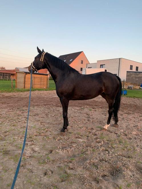 9 jarige merrie te koop, Dieren en Toebehoren, Paarden, Merrie, 165 tot 170 cm, 7 tot 10 jaar, Springpaard, Met stamboom, Gechipt