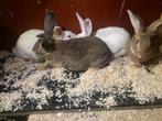 Volgroeide vleeskonijnen te koop, Dieren en Toebehoren