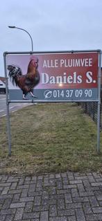 Pluimvee, Dieren en Toebehoren, Pluimvee