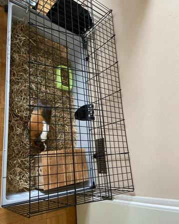 Cavia kooi, Enlèvement ou Envoi