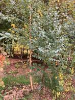 BOMEN (berk,eik,veldesdoorn, pluim-es, .., Ophalen