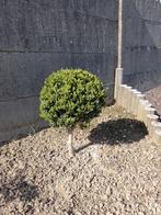 Buxus op stam, Tuin en Terras, Ophalen, Buxus, Struik, Minder dan 100 cm