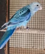 Rosella, Meerdere dieren, Parkiet, Geringd