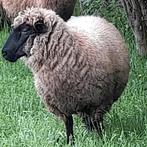 Ooi kruising suffolk en hampshire down, Animaux & Accessoires, Moutons, Chèvres & Cochons, Mouton, Femelle