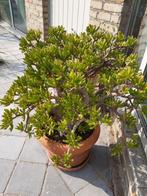 Crassula ovata / jadeplant, Ophalen, In pot