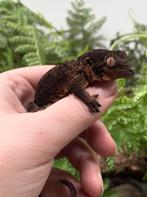 Superknappe mainland ongesext.