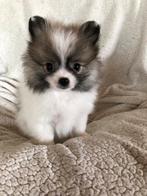 Super knappe pomeriaan dwergkees pups met stamboom, Dieren en Toebehoren, België, Particulier, Keeshond, CDV (hondenziekte)