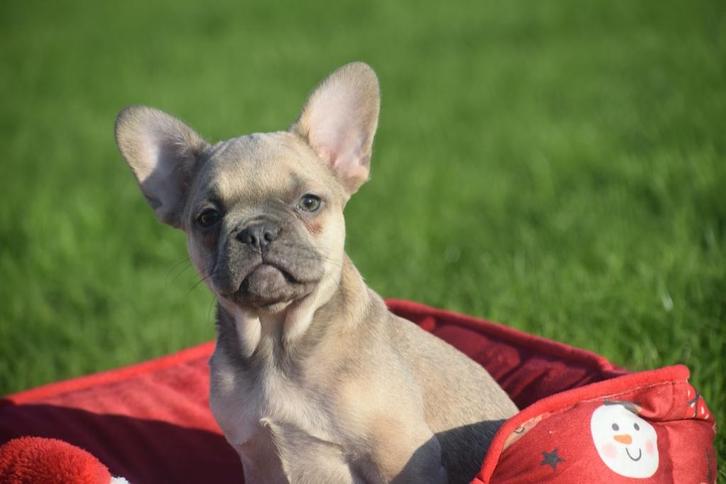 Franse bulldog pups uit nest te kiezen, Dieren en Toebehoren, Honden | Bulldogs, Pinschers en Molossers, Meerdere dieren, Bulldog