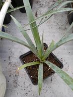 yucca treculeana, Enlèvement