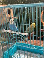 Beau Couple de Perruche ondulée, Dieren en Toebehoren, Vogels | Hokken en Kooien, Ophalen