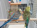 Couple de perruche ( 3 mois ) avec nouvelle cage, Animaux & Accessoires, Plusieurs animaux, Perruche