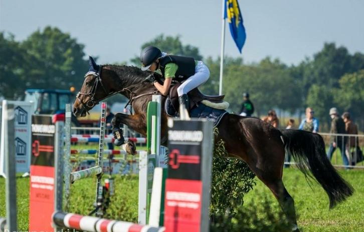 Ruiter aangeboden, Dieren en Toebehoren, Paarden