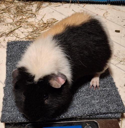 US Teddy beer van Oktober 2024, Dieren en Toebehoren, Knaagdieren, Cavia