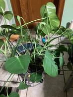 Plante intérieur :Monstera Deliciosa, Huis en Inrichting, Ophalen, In pot