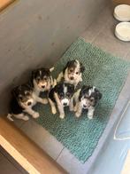 Ruwharige fox terriërs gechiped, partikulier, Dieren en Toebehoren, Honden | Jack Russells en Terriërs, België, Particulier, 8 tot 15 weken