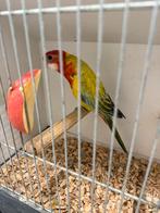 Golden rosella parkiet, Dieren en Toebehoren, Vogels | Parkieten en Papegaaien, Mannelijk, Parkiet, Geringd