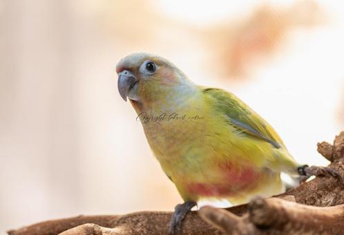 conure élevé main, Dieren en Toebehoren, Vogels | Parkieten en Papegaaien, Papegaai, Meerdere dieren, Pratend, Tam, Geringd
