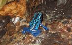 Dendrobates tinctorius azureus, Animaux & Accessoires, Reptiles & Amphibiens, Amphibien, 0 à 2 ans