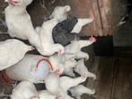 Jonge hennen en hanen, Dieren en Toebehoren, Meerdere dieren, Kip
