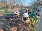 Schapen walliser zwartneus, Dieren en Toebehoren, Schapen, Geiten en Varkens