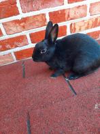 Haasdwerg konijn, Dieren en Toebehoren, Konijnen, Mannelijk, Dwerg, Hangoor, 0 tot 2 jaar