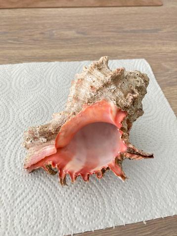 Prachtige schelp 15 cm Hexaplex erythrostomus  beschikbaar voor biedingen