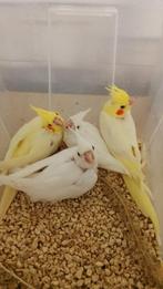 Jonge tamme baby Valkparkieten, Dieren en Toebehoren, Meerdere dieren, Parkiet, Geringd