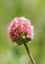 kleine pimpernel in pot , EETBAAR    en vlinder en bijenpla, Enlèvement