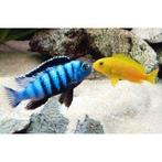 Pseudotropheus Saulosi malawi cichliden (Mbuna), Dieren en Toebehoren, Vis, Zoetwatervis, Schoolvis