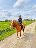 Brave D-pony merrie met wedstrijdervaring voor beginners, Dieren en Toebehoren, Pony's, L, 7 tot 10 jaar, Recreatiepony, D pony (1.37m tot 1.48m)