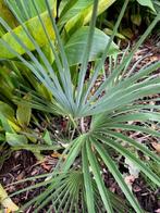 Trachycarpus hybride / kruisingen, Jardin & Terrasse, Plantes | Arbres, En pot, Été, Envoi, Palmier