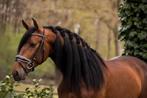 Pre andalusier ruin meer den 15 paarden, Vermifugé, Cheval de dressage, B, 160 à 165 cm