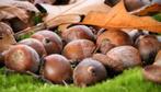 Eikels in overvloed, Dieren en Toebehoren, Ophalen