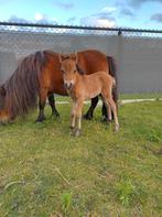 Super lief, klein mini veulen, Dieren en Toebehoren, Pony's, Gechipt, Niet van toepassing, 0 tot 2 jaar, Hengst