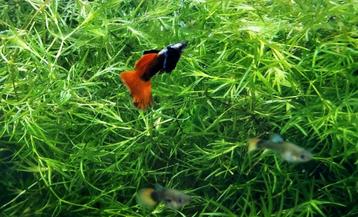 Guppy grass *Aquariumplant beschikbaar voor biedingen